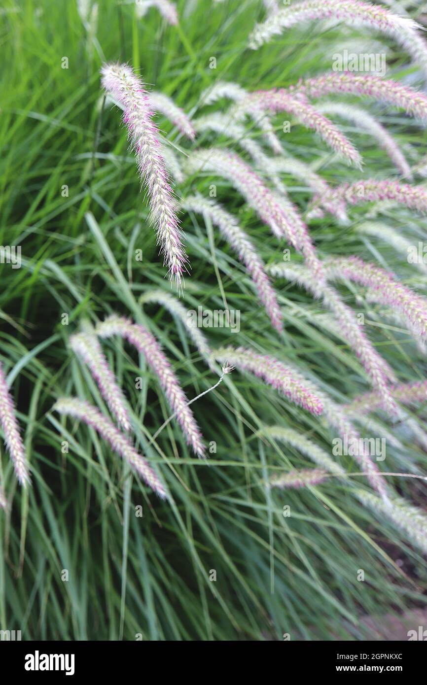 Pennisetum ‘Fairy Tails’ fontana erba Fairy Tails – arcate panicles di fiori color argento viola e metà verde foglie strette, settembre, Regno Unito Foto Stock