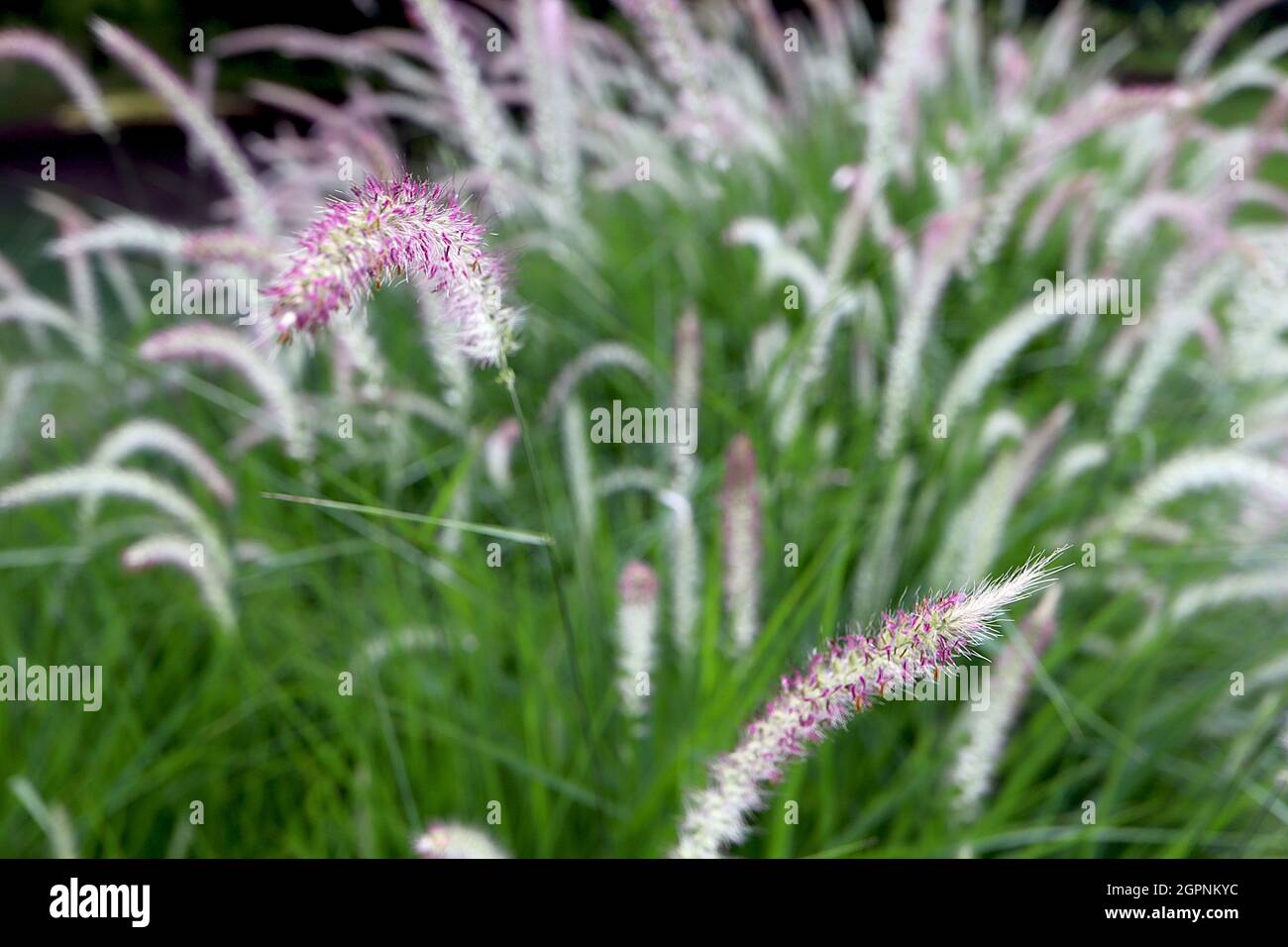 Pennisetum ‘Fairy Tails’ fontana erba Fairy Tails – arcate panicles di fiori color argento viola e metà verde foglie strette, settembre, Regno Unito Foto Stock