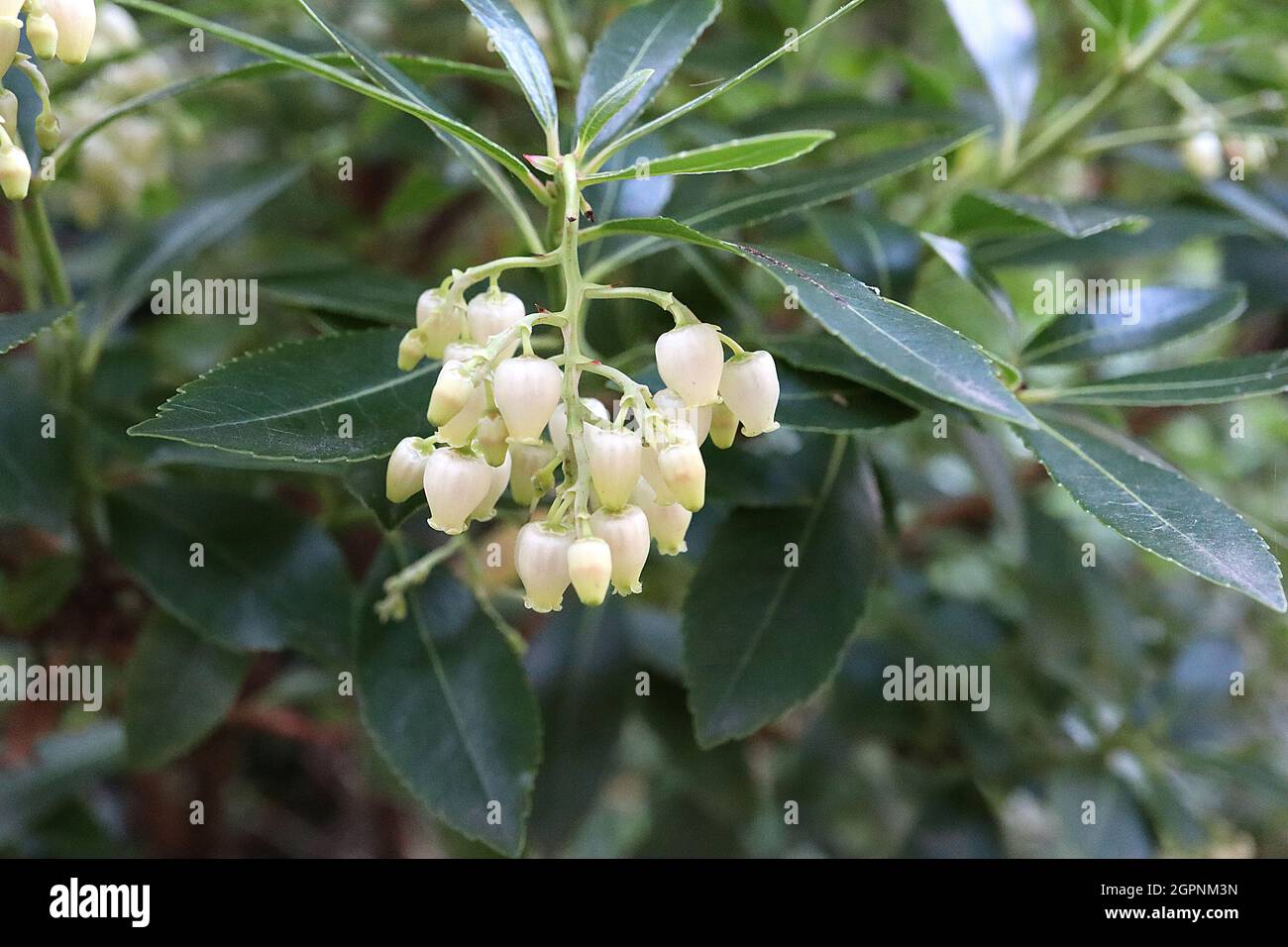 Pieris japonica «Debutante» giapponese Andromeda Debutante – fiori bianchi a forma di urna con tepali verdi pallidi e foglie verdi scure, settembre, Inghilterra, Foto Stock