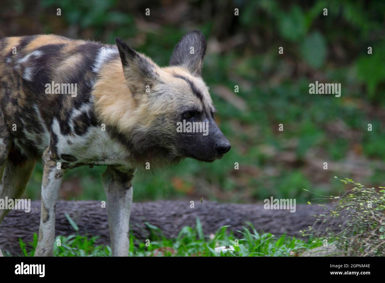 Cane selvatico africano. Solo membro esistente del genere Lycaon. Specie autoctone per l'Africa sub-sahariana. In pericolo Foto Stock