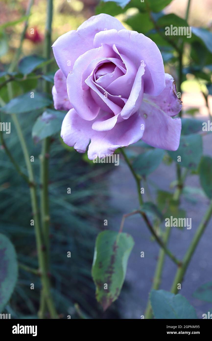 Rosa ‘Blue Moon’ (rosa di tè ibrido) Rosa Luna Blu – fiori blu malve molto profumati, settembre, Inghilterra, Regno Unito Foto Stock