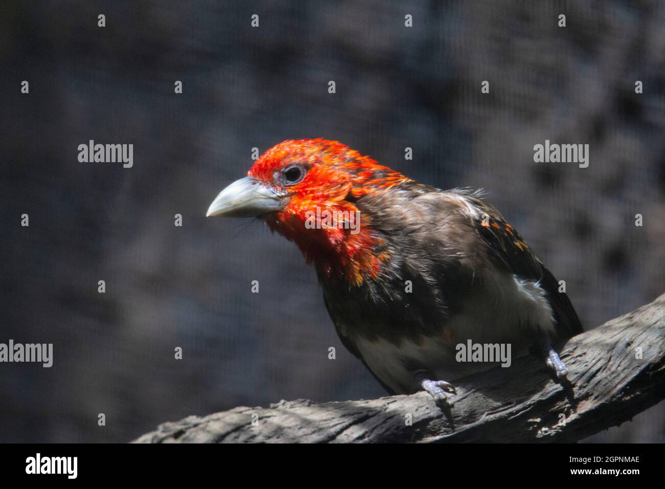 Barbet bruno-bruno, Lybius melanopterus, barbet colorato, con una testa prevalentemente rossa trovato in Kenya, Malawi, Mozambico, Somalia e Tanzania Foto Stock