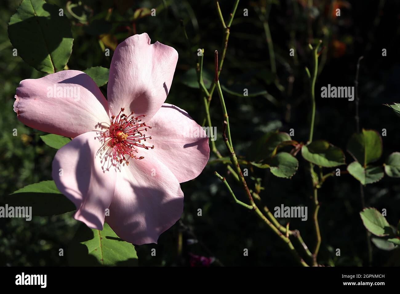 Rosa ‘Dainty Bess’ (rosa di tè ibrido) rosa Dainty Bess – fiori rosa pallido singoli con colori rosa scuro, settembre, Inghilterra, Regno Unito Foto Stock