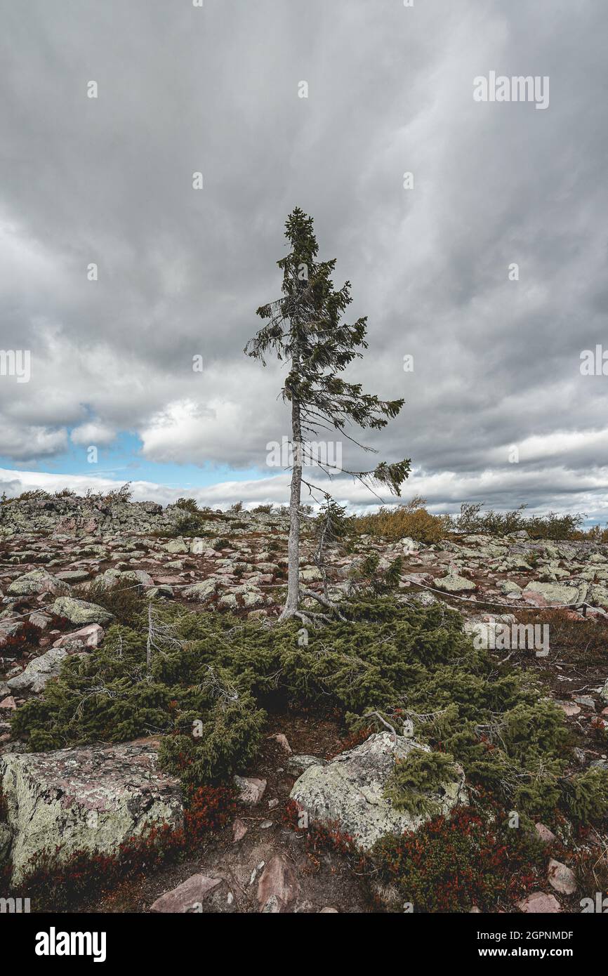 Il vecchio Tjikko, l'albero più antico del mondo, si trova a Nationapark Fullufjalet in Svezia. Foto Stock
