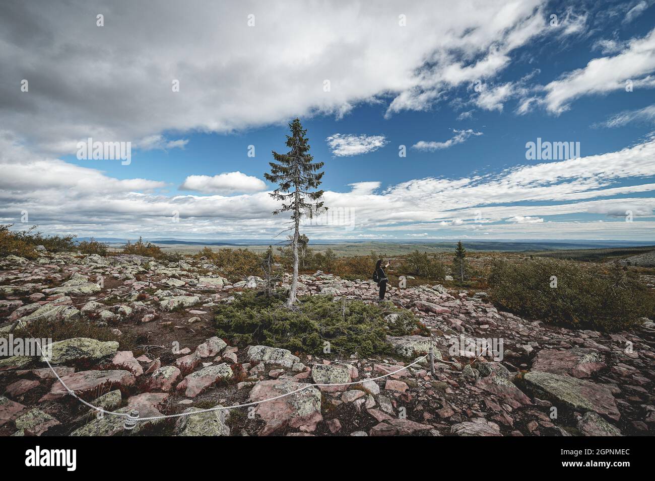 Il vecchio Tjikko, l'albero più antico del mondo, si trova a Nationapark Fullufjalet in Svezia. Foto Stock