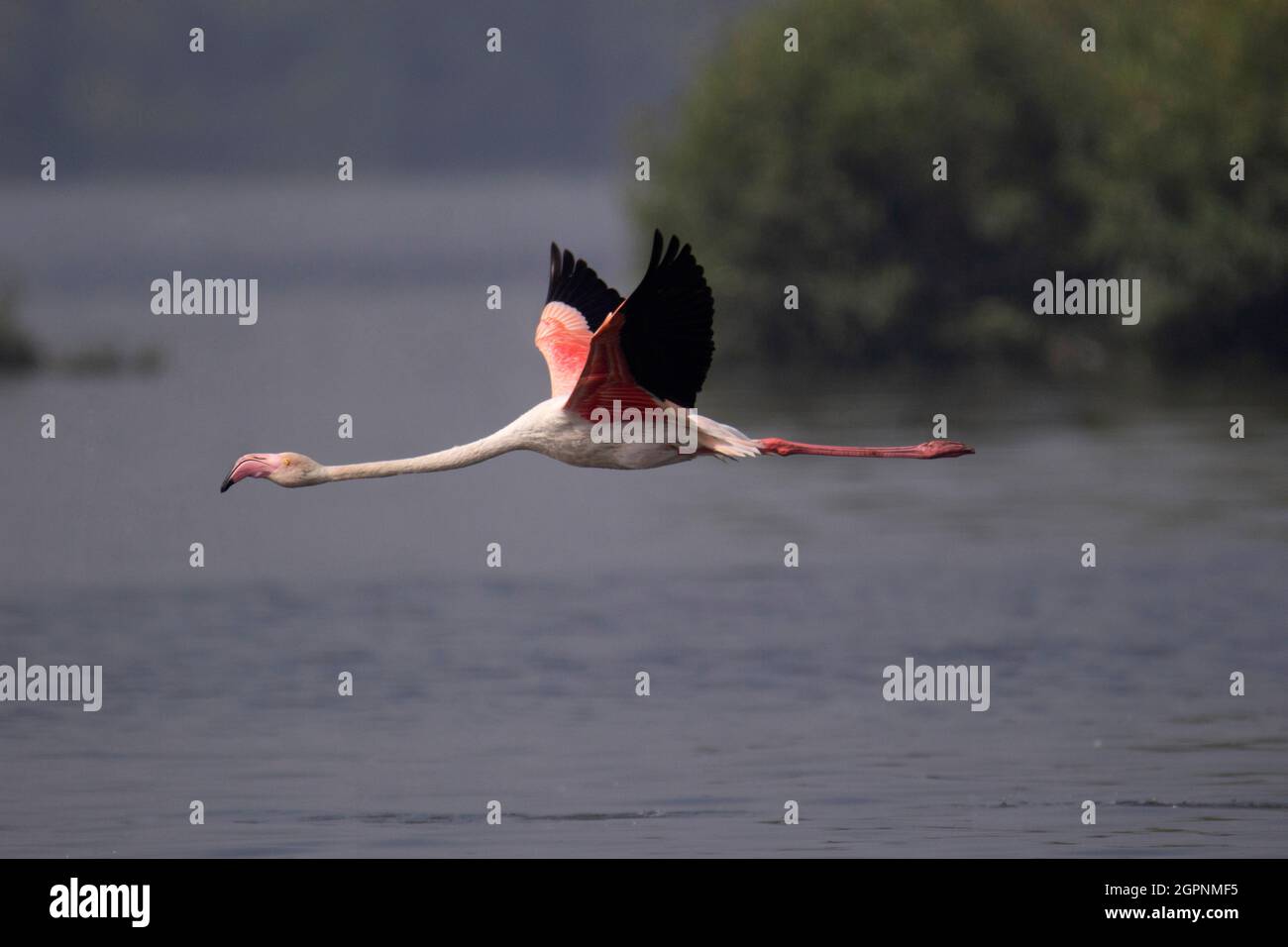 Grande fenicottero volante solo, Roseus Fenicottero. Specie più diffuse e più grandi della famiglia dei fenicotteri Foto Stock