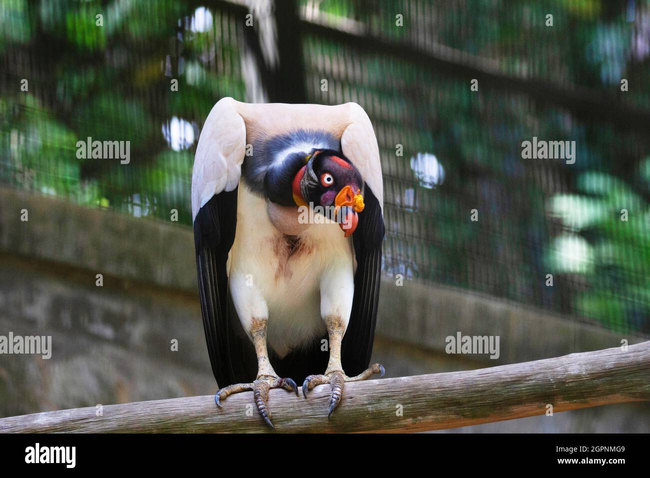 Re avvoltoio, Sarcoramphus papa. Vive prevalentemente in foreste tropicali di pianura che si estendono dal Messico meridionale al nord dell'Argentina Foto Stock