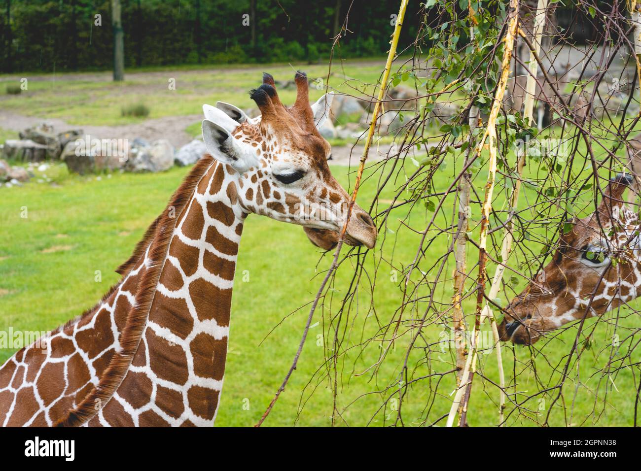 Giraf nello zoo olandese Diergaarde Blijdorp a Rotterdam. Foto Stock