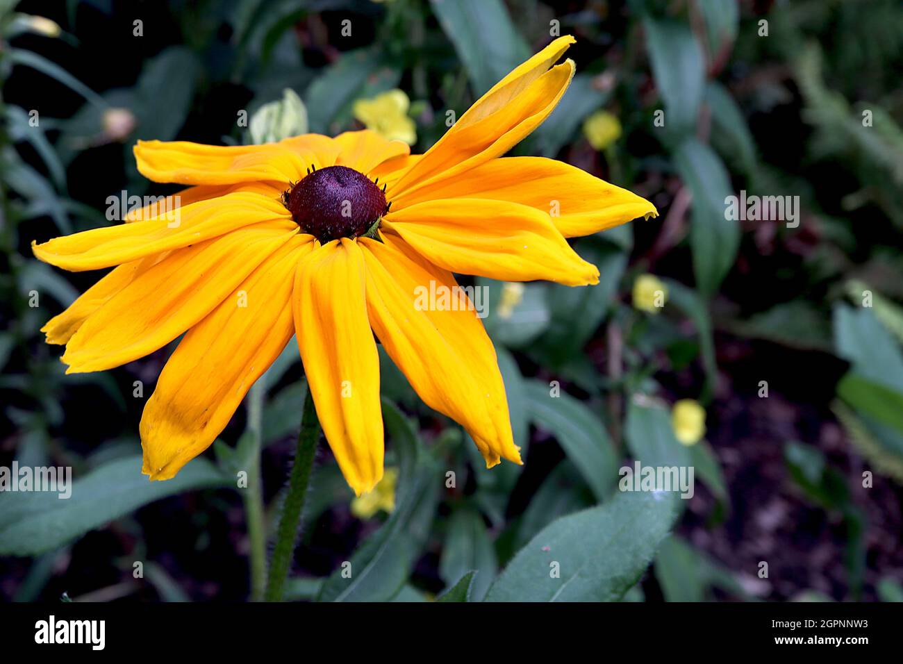 Rudbeckia hirta ‘Cheyenne Gold’ con occhio nero Susan Cheyenne Gold - fiori a margherita gialli profondi, settembre, Inghilterra, Regno Unito Foto Stock