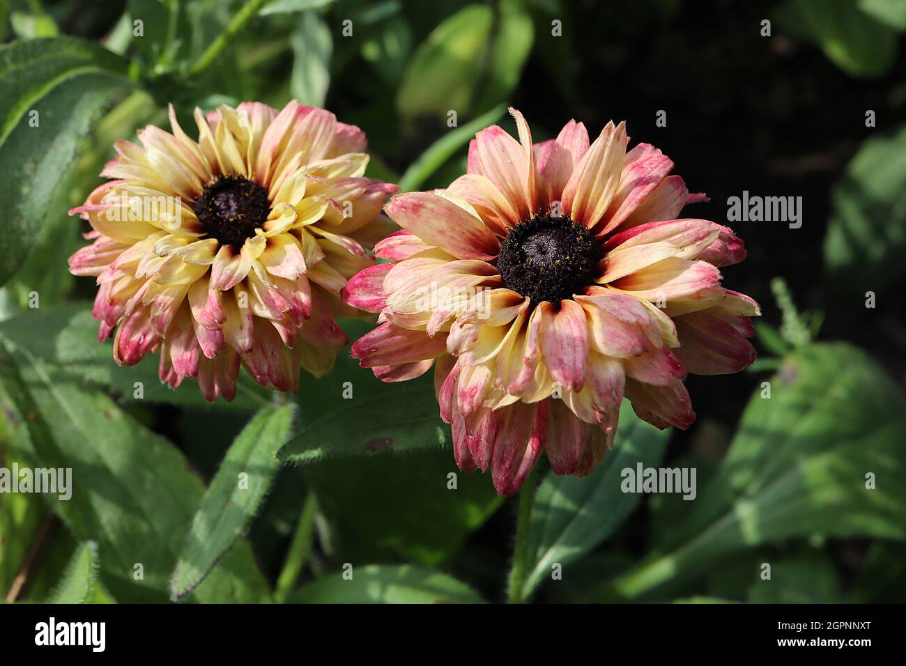 Rudbeckia hirta ‘Sahara’ Susan Sahara con occhi neri - doppio crema e fiori rosa scuro a margherita, settembre, Inghilterra, Regno Unito Foto Stock