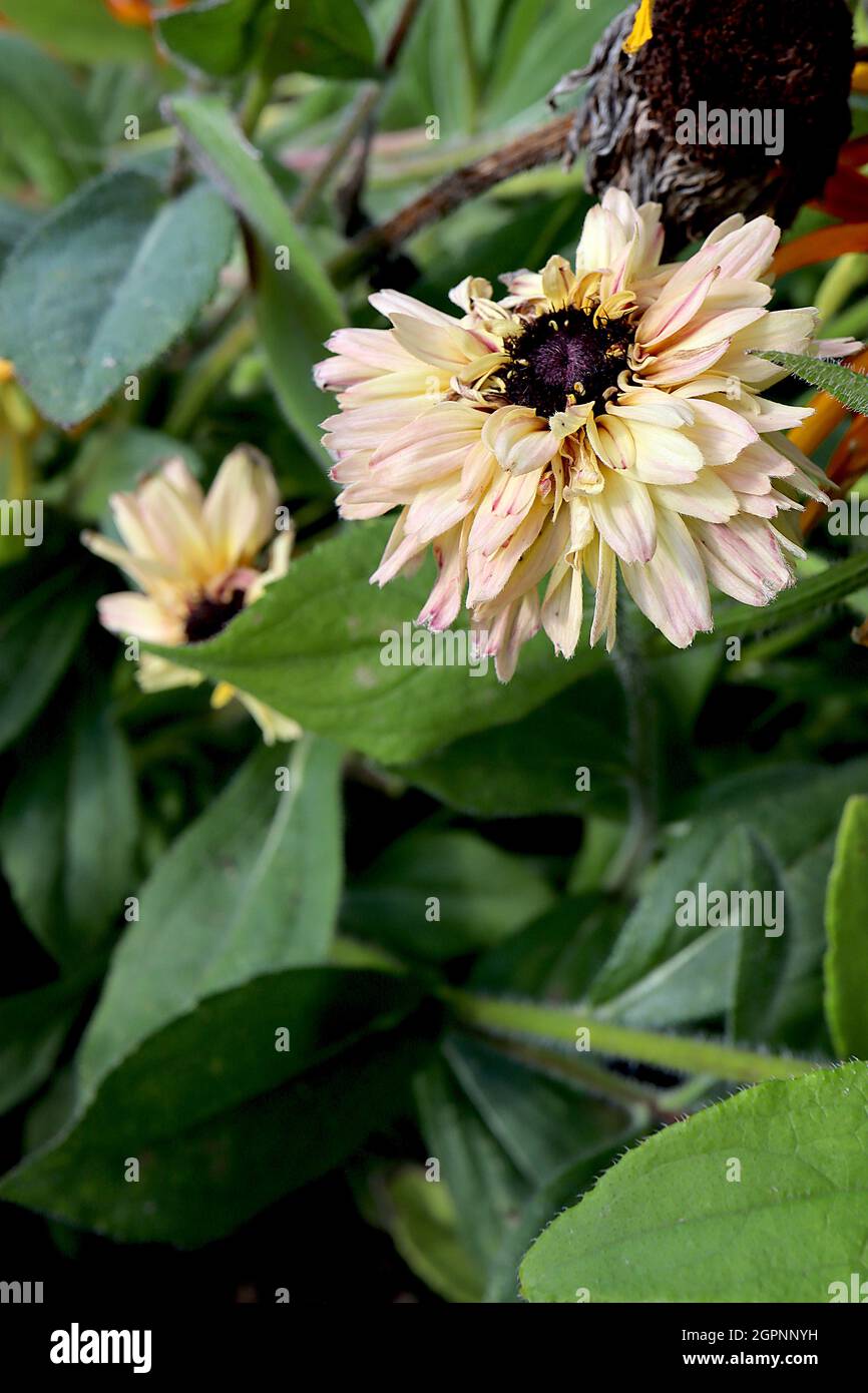 Rudbeckia hirta ‘Sahara’ Susan Sahara con occhi neri - doppio crema e fiori rosa scuro a margherita, settembre, Inghilterra, Regno Unito Foto Stock
