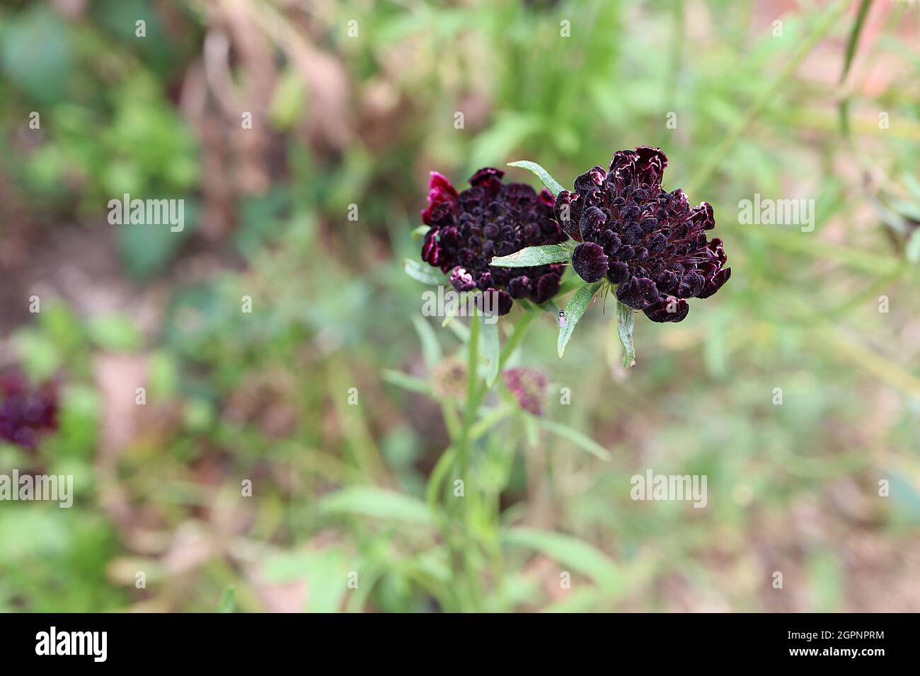 Spabiosa atropurpurea ‘Black Cat’ Scabious Black Cat – fiori rossi cremisi con stampa bianca su steli torcenti alti, settembre, Inghilterra, Regno Unito Foto Stock