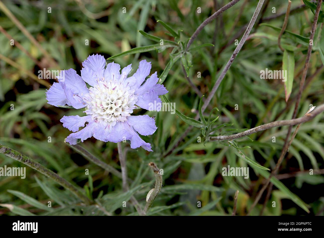Scabiosa cretica Cretan scabious - petali esterni blu malve con margini frangiati e fiori tubolari interni bianchi, settembre, Inghilterra, Regno Unito Foto Stock
