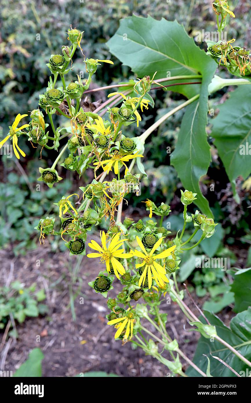 Silphium perfoliatum Cup Plant – fiori gialli a margherita e grandi foglie triangolari su steli molto alti, settembre, Inghilterra, Regno Unito Foto Stock
