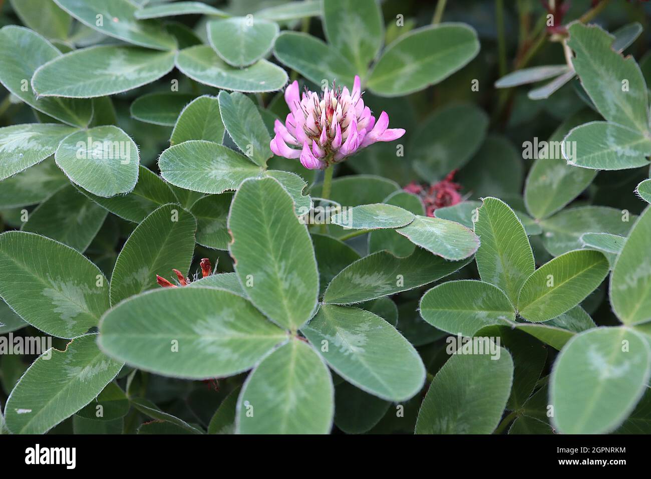 Trifolium pratense trifoglio rosso – denso grappoli di fiori incurvi da bianchi a rosa, foglie di verde medio con chevron blu grigio, settembre, Inghilterra, Regno Unito Foto Stock