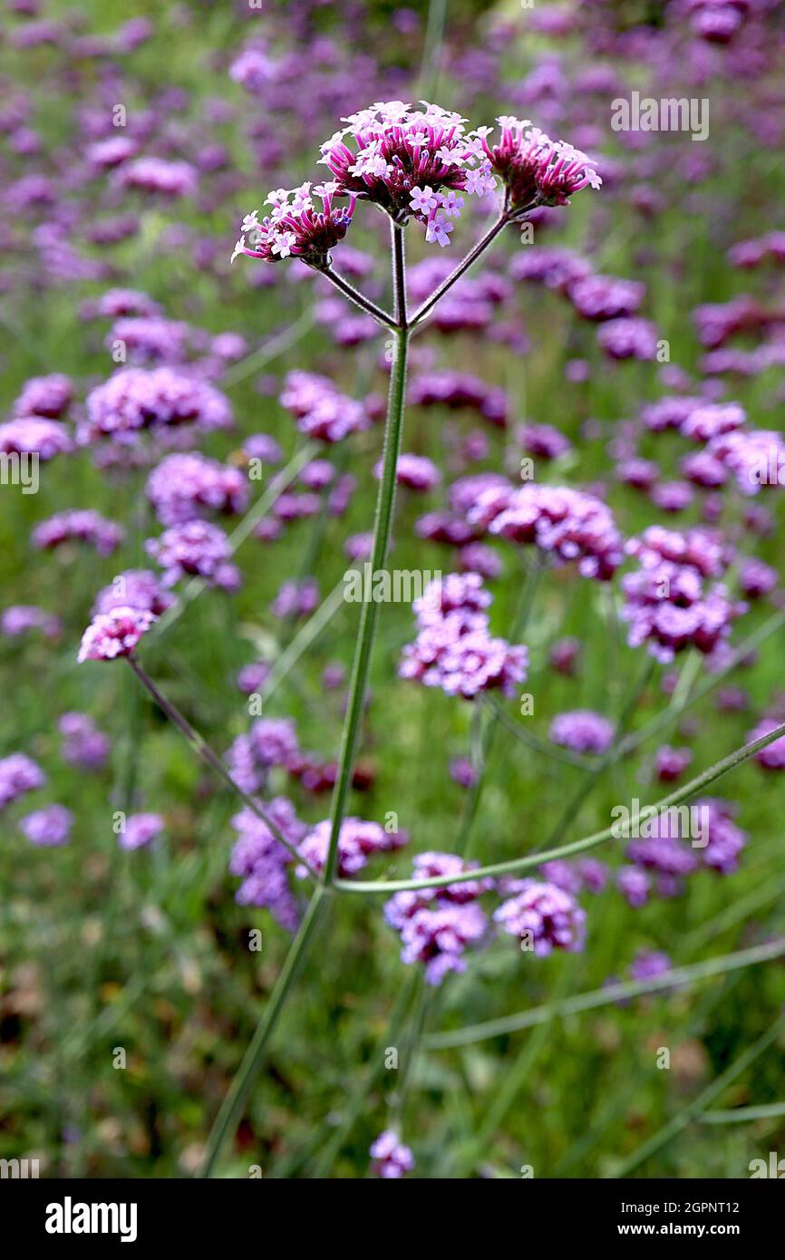 Verbena bonariensis purpletop vervain – grappoli ramificati a cupola di piccoli fiori viola su steli molto alti, settembre, Inghilterra, Regno Unito Foto Stock