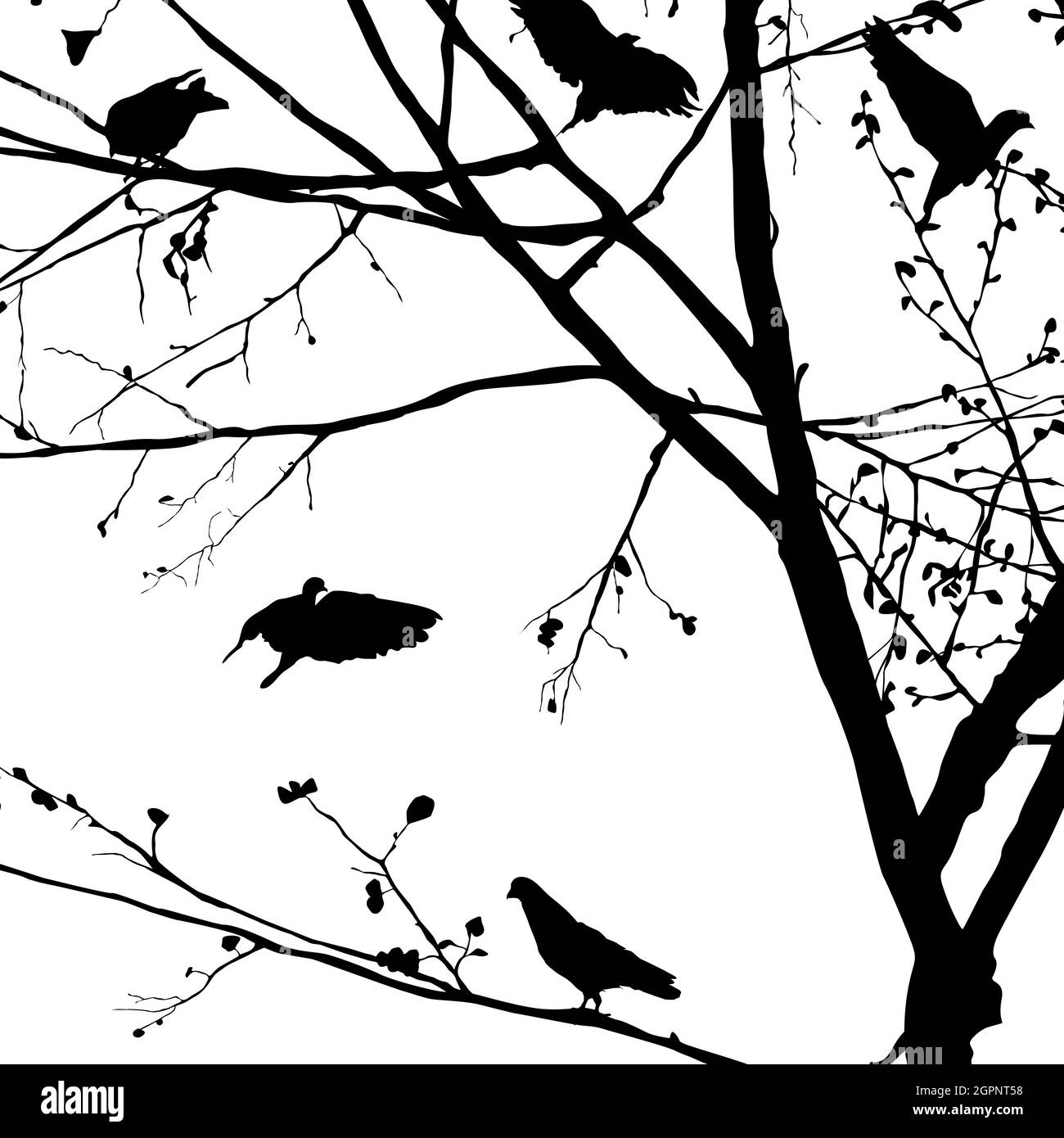 Silhouette di piccione negli alberi Illustrazione Vettoriale