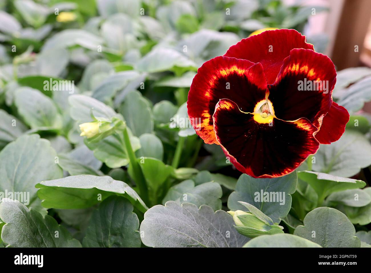 Viola ‘delta Inferno mix’ Pansy Delta Inferno mix – fiori gialli profondi con petali posteriori di colore rosso scuro e grande fiore marrone scuro, settembre, Regno Unito Foto Stock