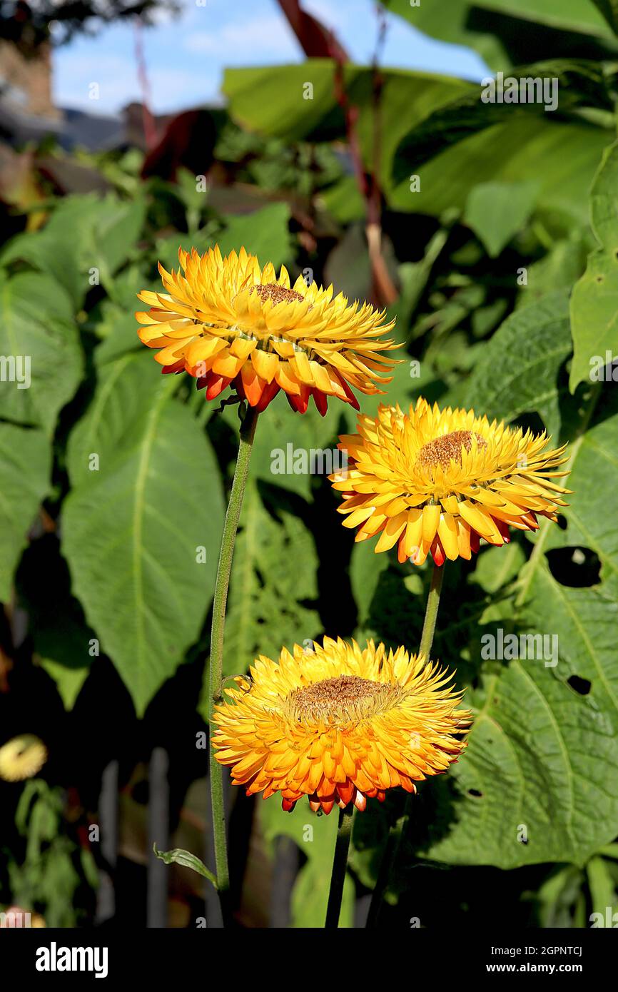 Xerochrysum / Helichrysum bratteatum fragola giallo dorato – fiori gialli dorati con centro giallo intenso, settembre, Inghilterra, Foto Stock