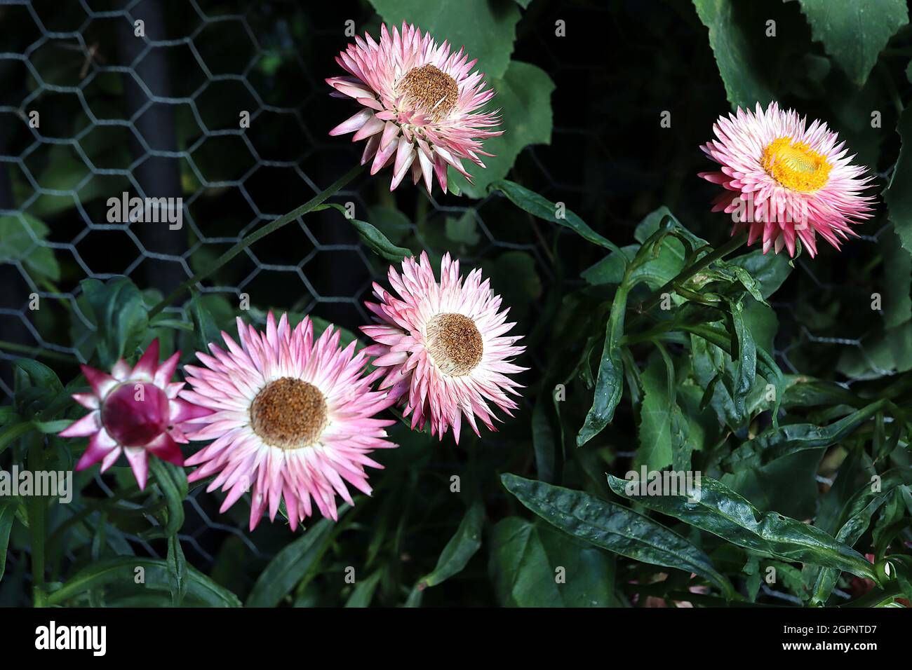 Xerochrysum / Helichrysum bracteatum ‘Silvery Pink’ girasole rosa – petali rosa medio con alone bianco, settembre, Inghilterra, Regno Unito Foto Stock