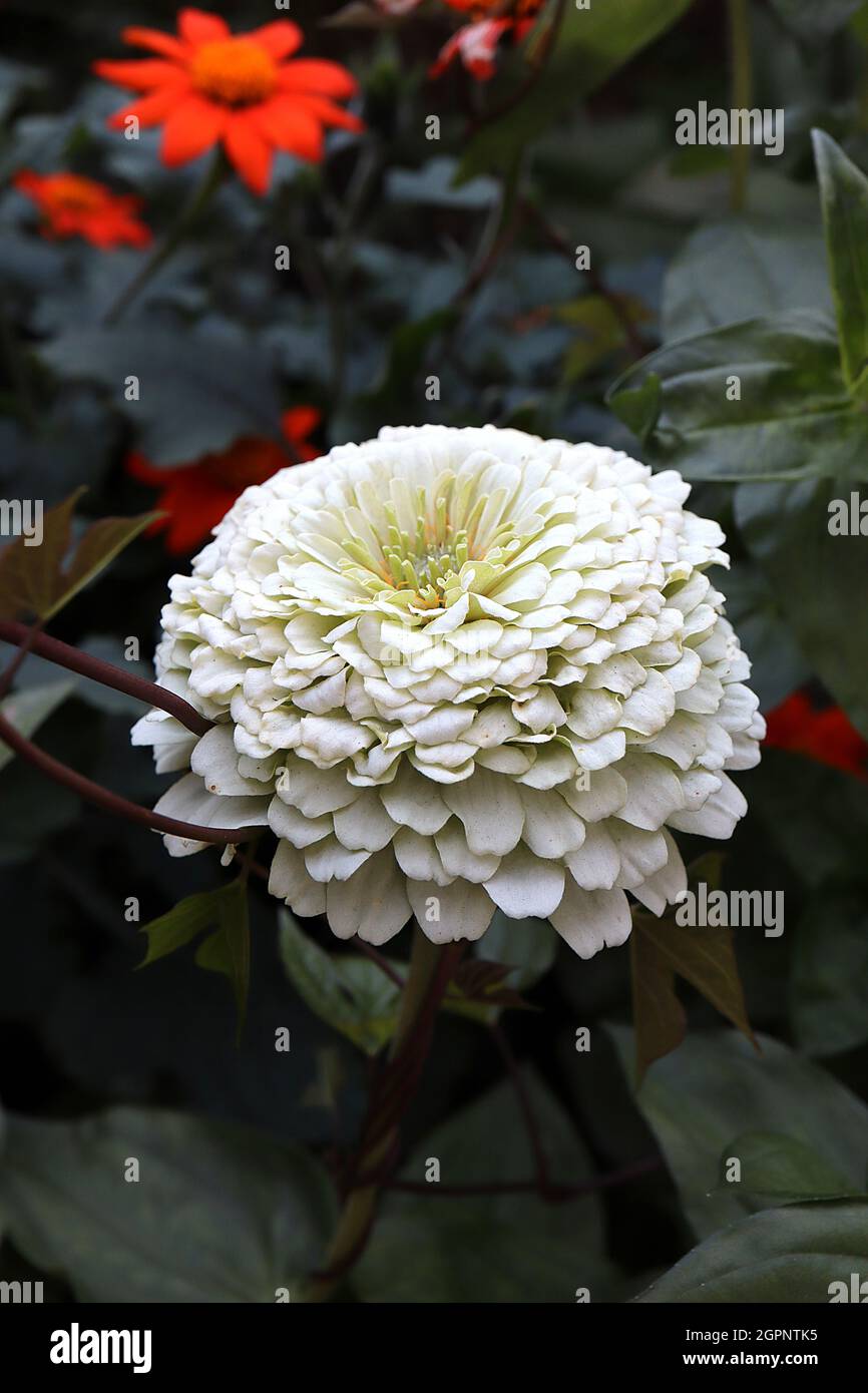 Zinnia elegans ‘White Wedding’ completamente doppio fiori bianchi, settembre, Inghilterra, Regno Unito Foto Stock