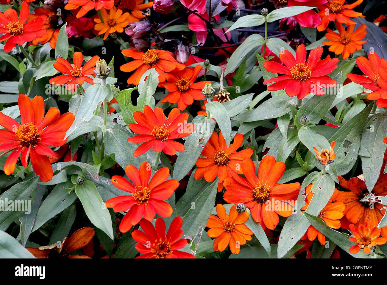 Zinnia marylandica ‘Zahara Fire’ fiori rossi arancioni su steli corti, settembre, Inghilterra, Regno Unito Foto Stock