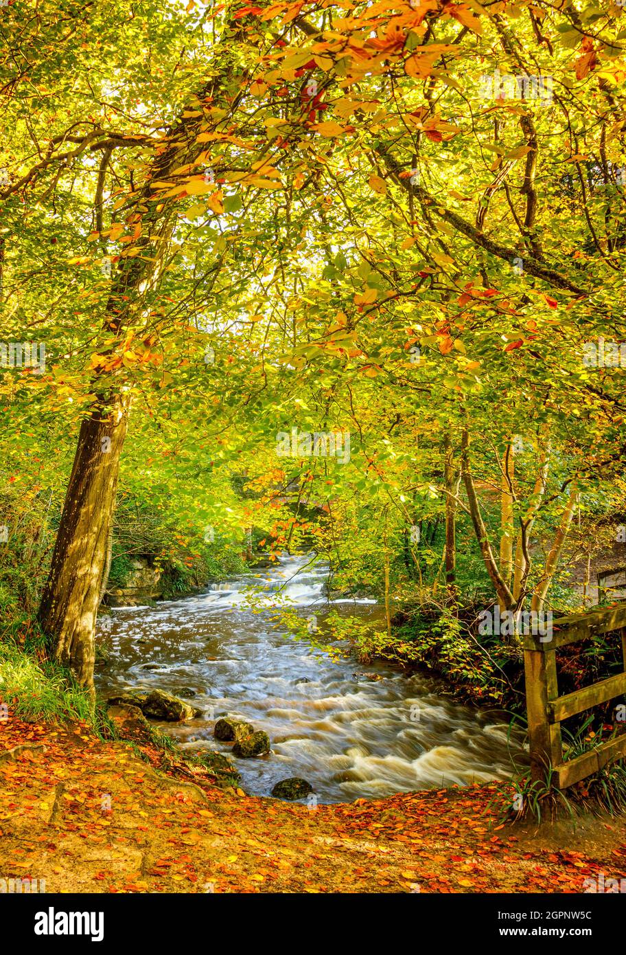 Maggio Beck vicino a Falling Foss - North York Moors Foto Stock