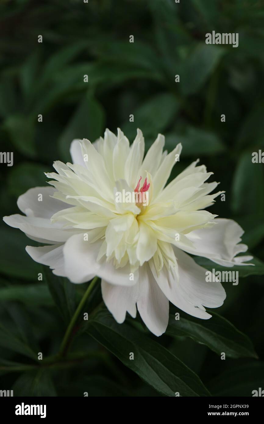 Peonia bianca con delicati petali e foglie verdi, peonia in giardino, fiore bianco macro primavera, fiore testa, bellezza nella natura, foto floreale, macro Foto Stock