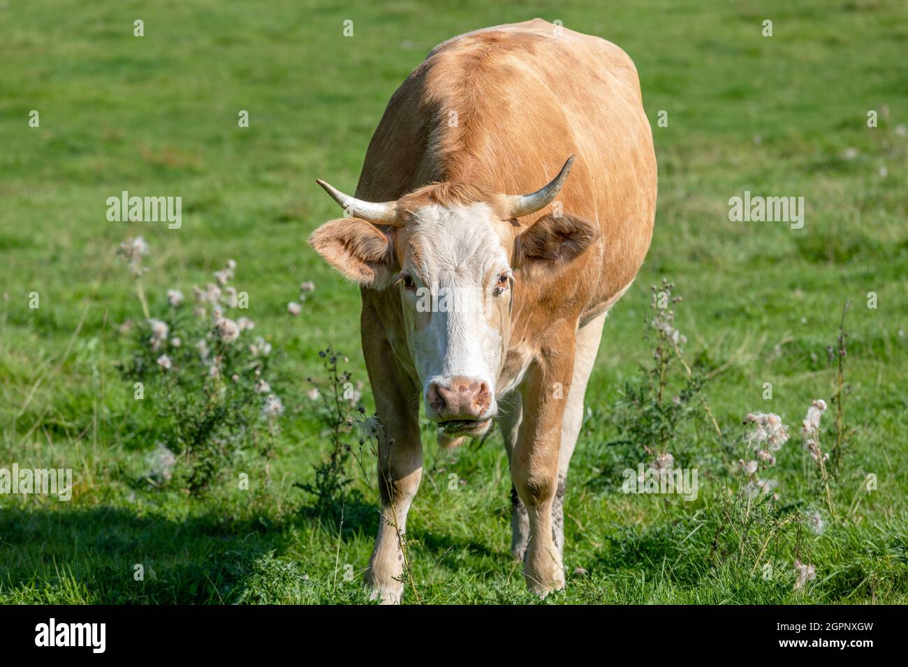 Primo piano di una mucca marrone masticando il cud. Erba verde e sullo sfondo. Foto Stock