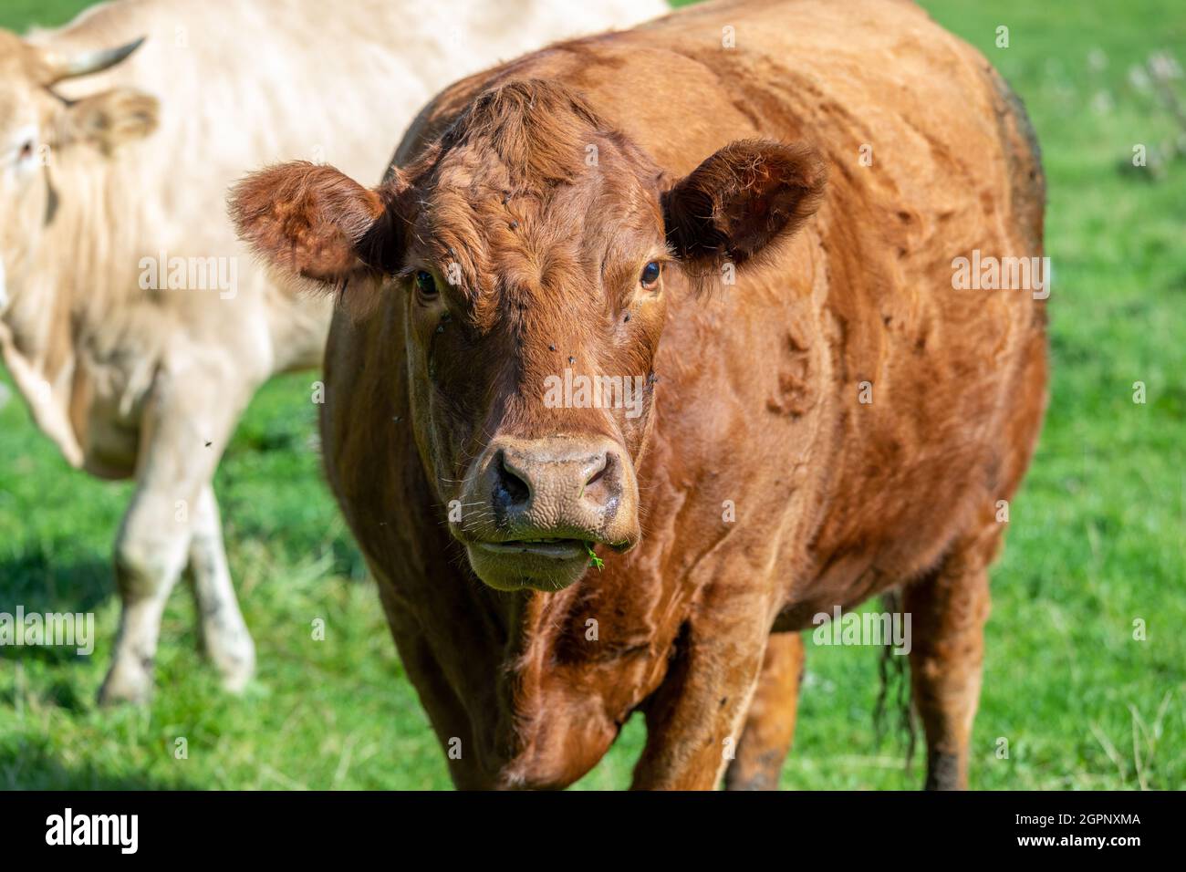 Primo piano di una mucca marrone scuro masticando il cud. Erba verde e sullo sfondo. Foto Stock