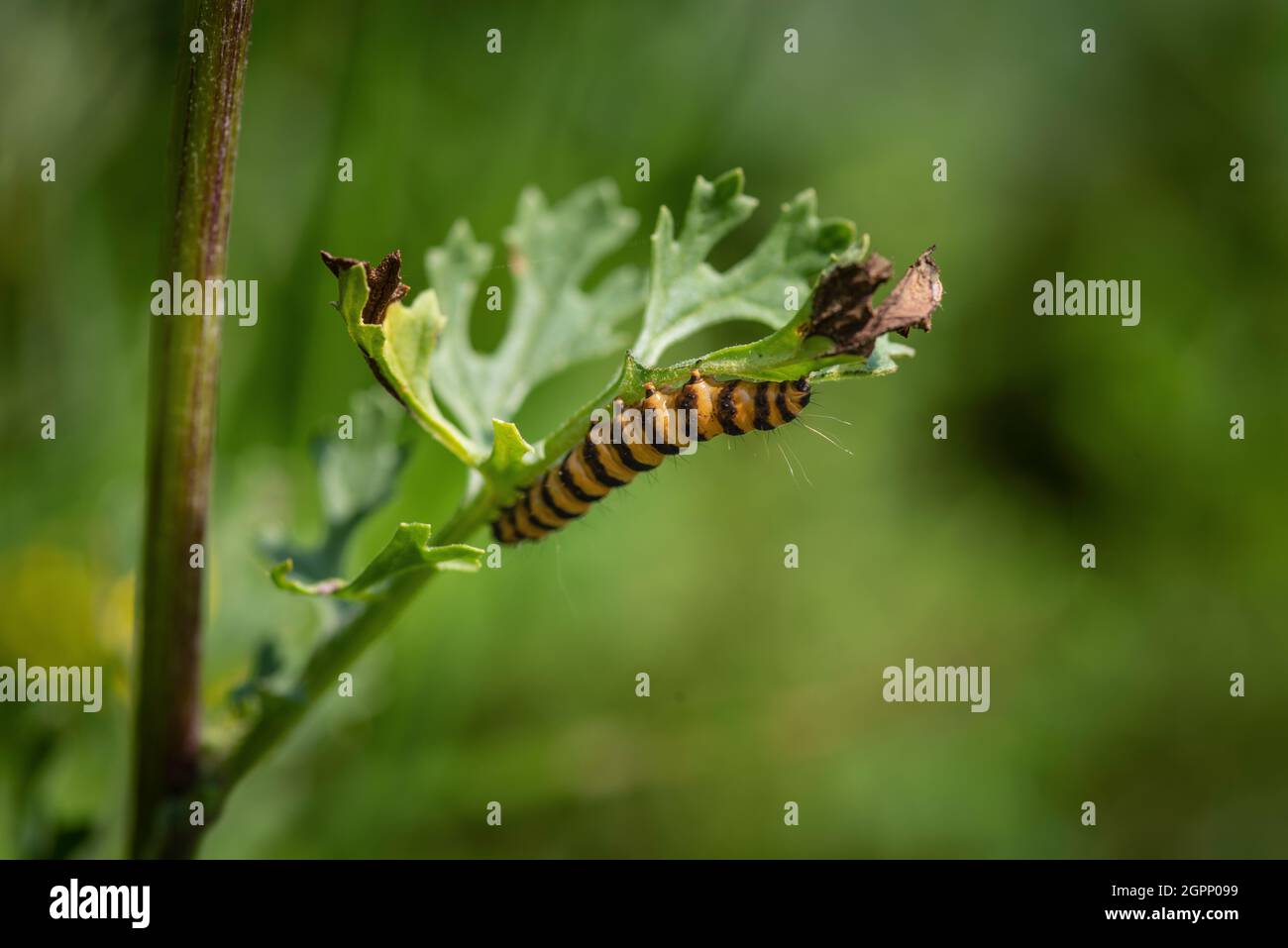cingolato della falena di Cinnabar (Tyria jacobaeae) che si alimenta su una foglia Foto Stock