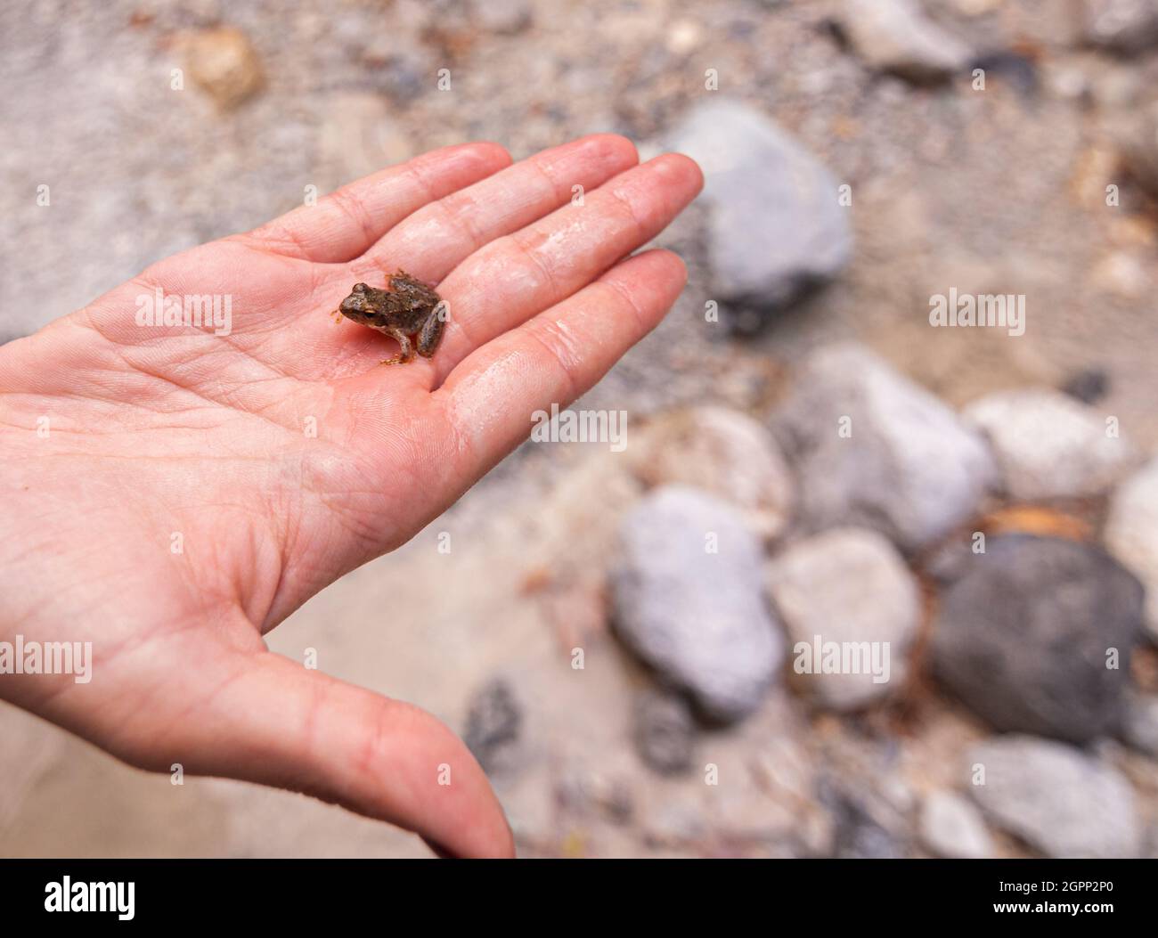 Tiny Frog Habituates on Human Palm Foto Stock
