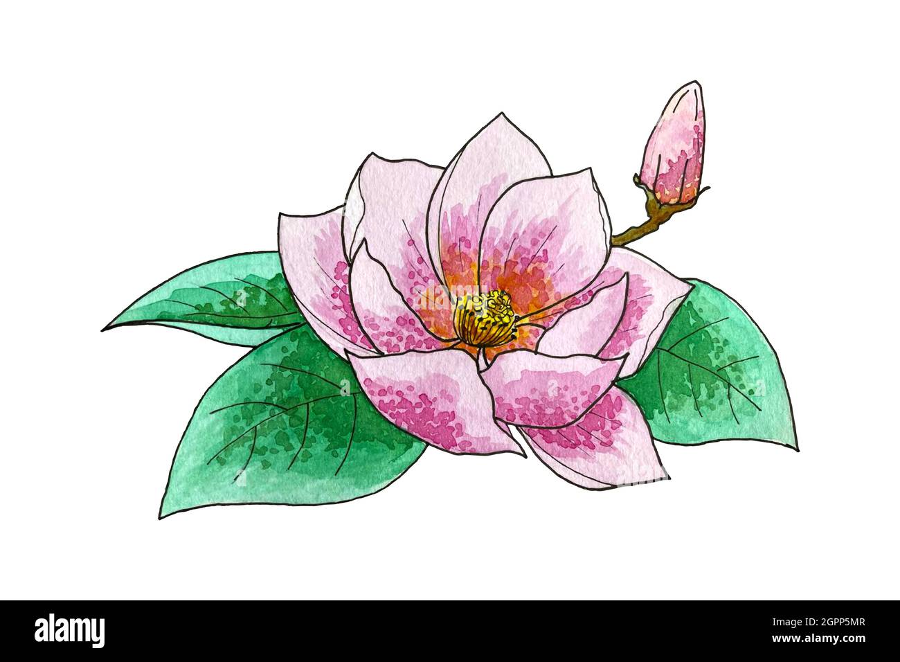Lily lotus magnolia acquerello , disegno a mano, isolato, su sfondo bianco. Illustrazione vettoriale Illustrazione Vettoriale