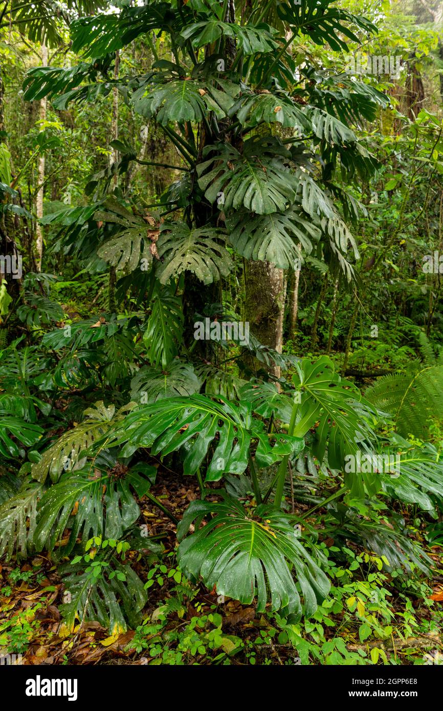 Monstera deliciosa - caseificio svizzero nella foresta nuvolosa, Manizales, Colombia Foto Stock