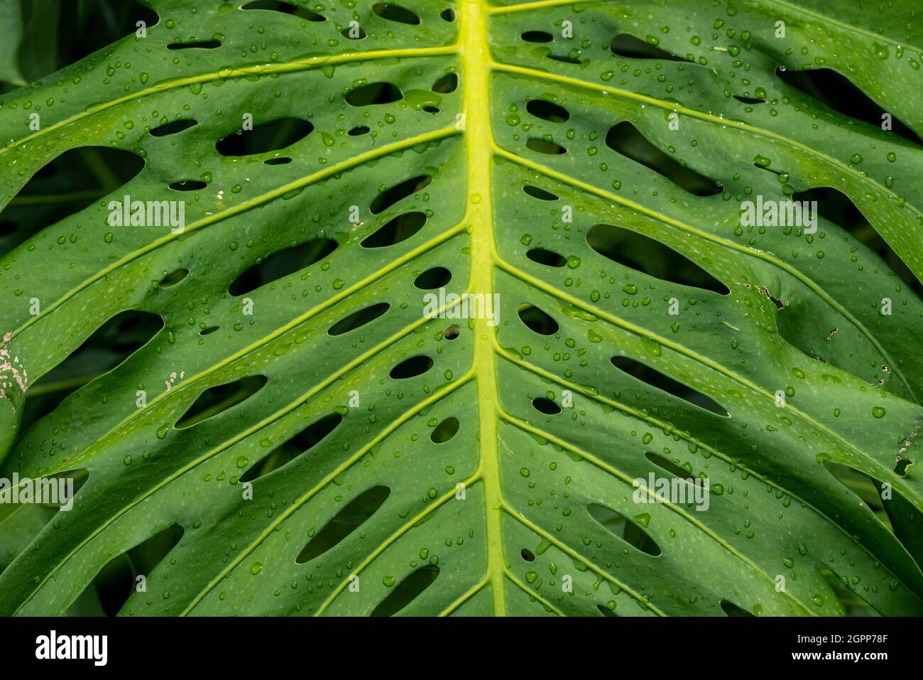 Monstera foglia dettaglio (Monstera deliciosa) in una foresta pluviale Colombia Foto Stock