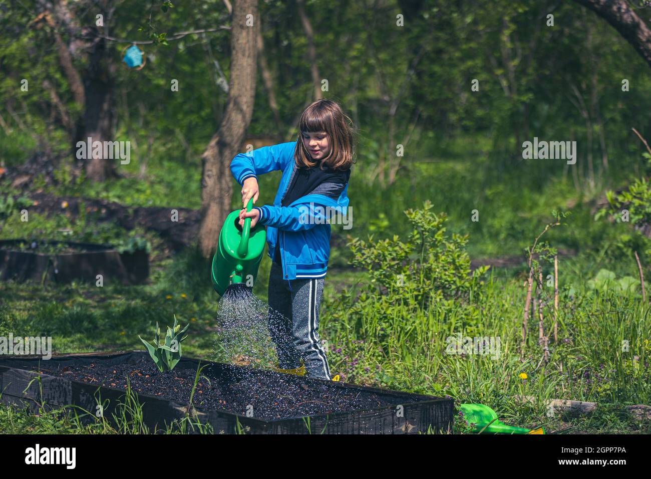 Ragazza innaffiare piante nel giardino comunitario Foto Stock