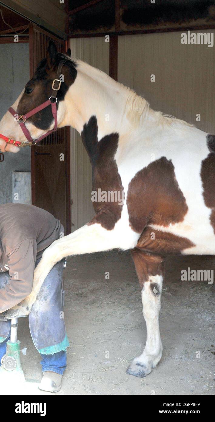 Vet si prende cura degli zoccoli del suo cavallo Bashkir nel terreno agricolo Foto Stock