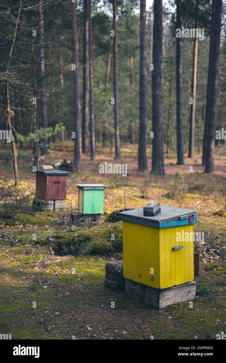 Alveari colorati nella foresta Foto Stock