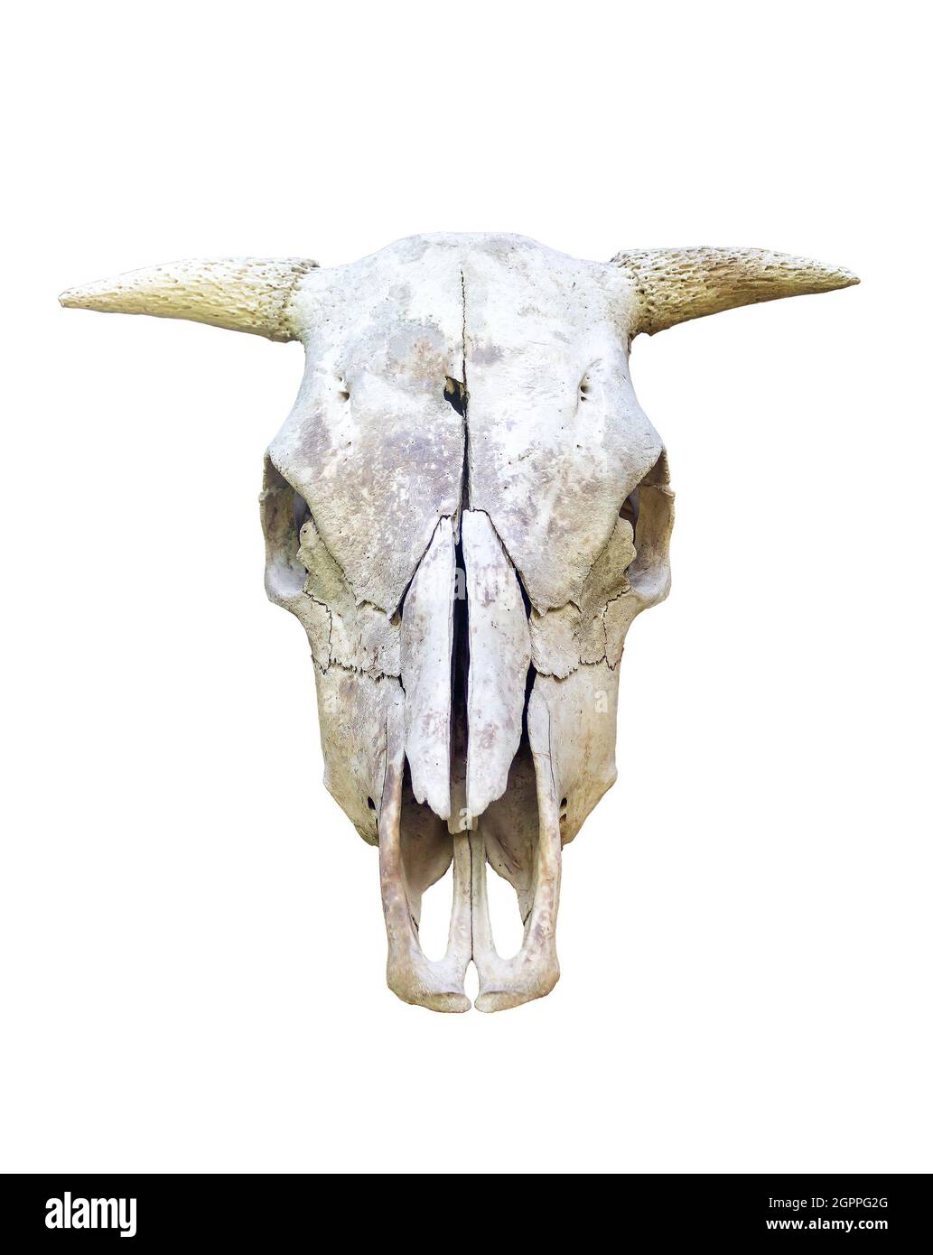 cranio animale - cranio toro isolato su sfondo bianco Foto Stock