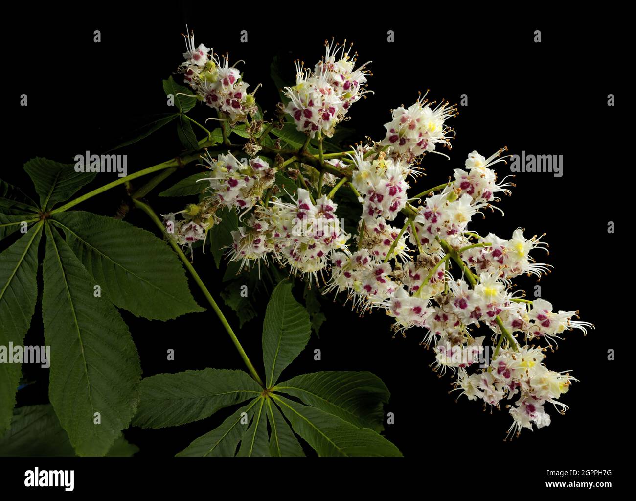 Fiore e foglia, Aesculus hippocastanum, nome comune castagno cavallo, buckeye, conker albero, castagno spagnolo. Foto Stock
