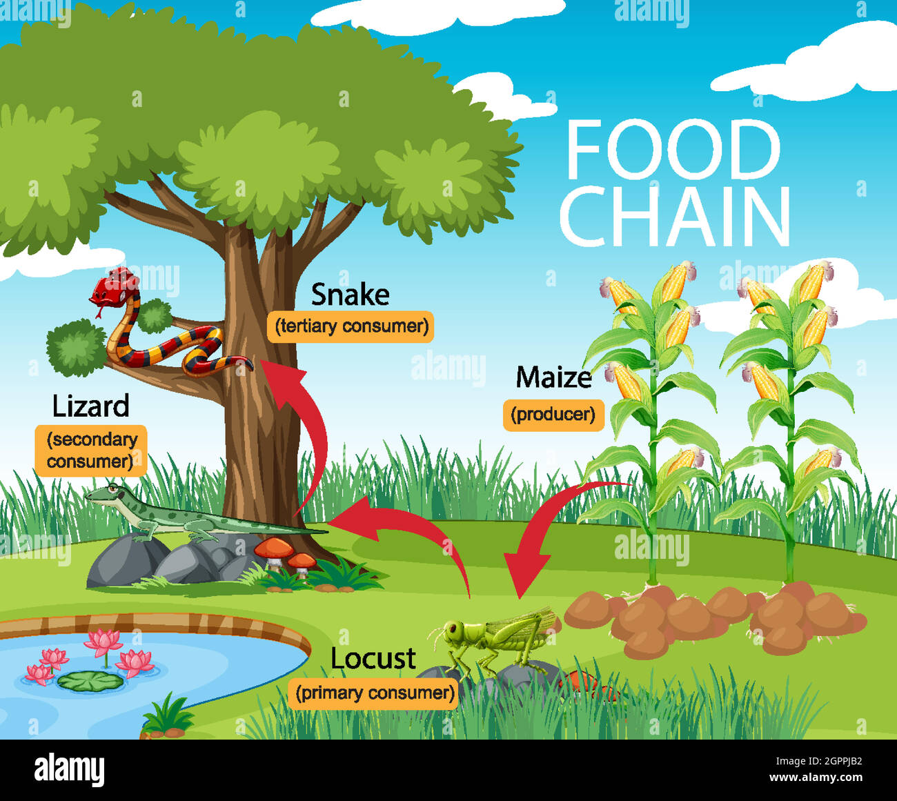 Diagramma della catena alimentare scientifica Illustrazione Vettoriale