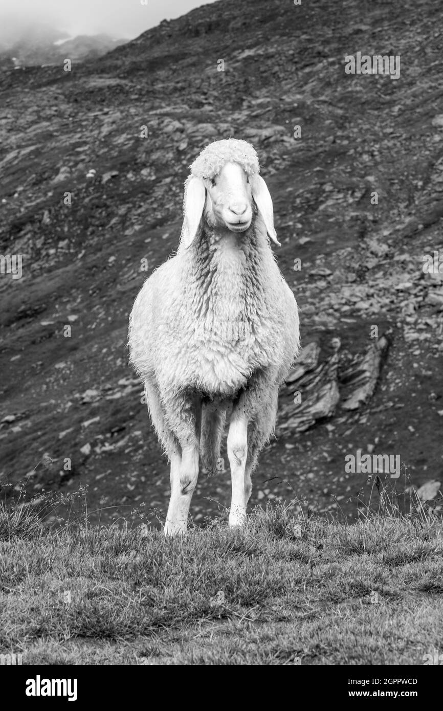 Carino pecora bianca alpina sul pascolo di montagna. Vista frontale. Immagine in bianco e nero. Foto Stock Carino pecora bianca alpina sul pascolo di montagna. Vista frontale. Immagine in bianco e nero. Foto Stock