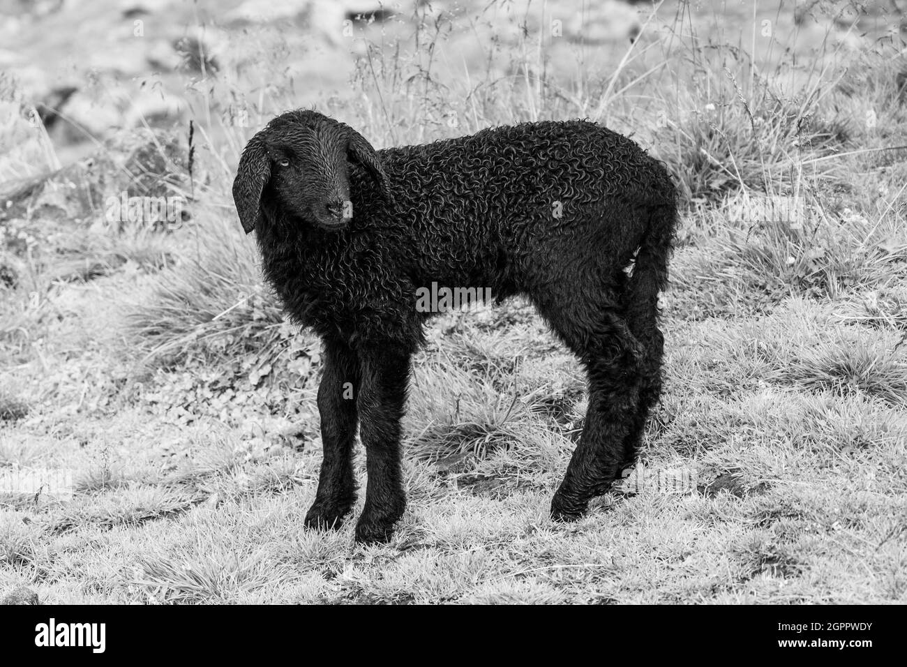 Carino agnello nero su alpeggi. Immagine in bianco e nero. Foto Stock