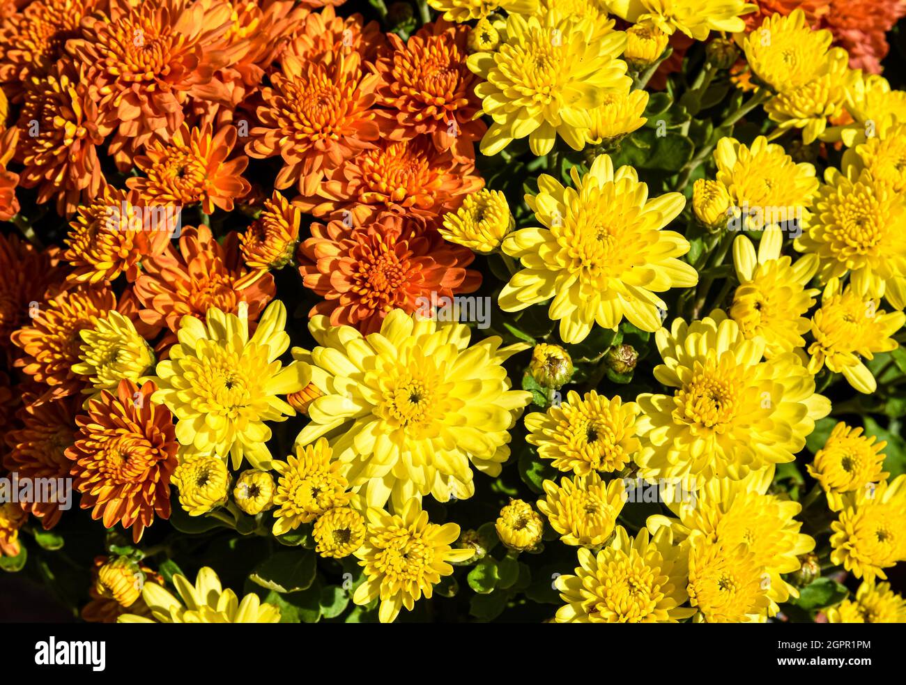 Le mamme d'autunno nei colori giallo e arancione. Primo piano. Sfondo floreale. Foto Stock