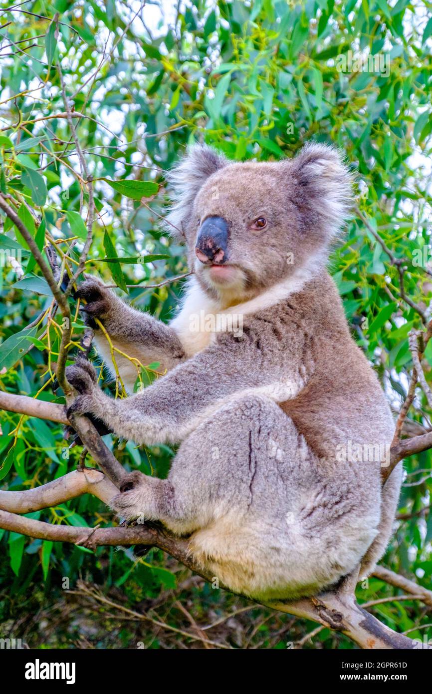 Un orso di Koala selvatico nella macchia australiana Foto Stock