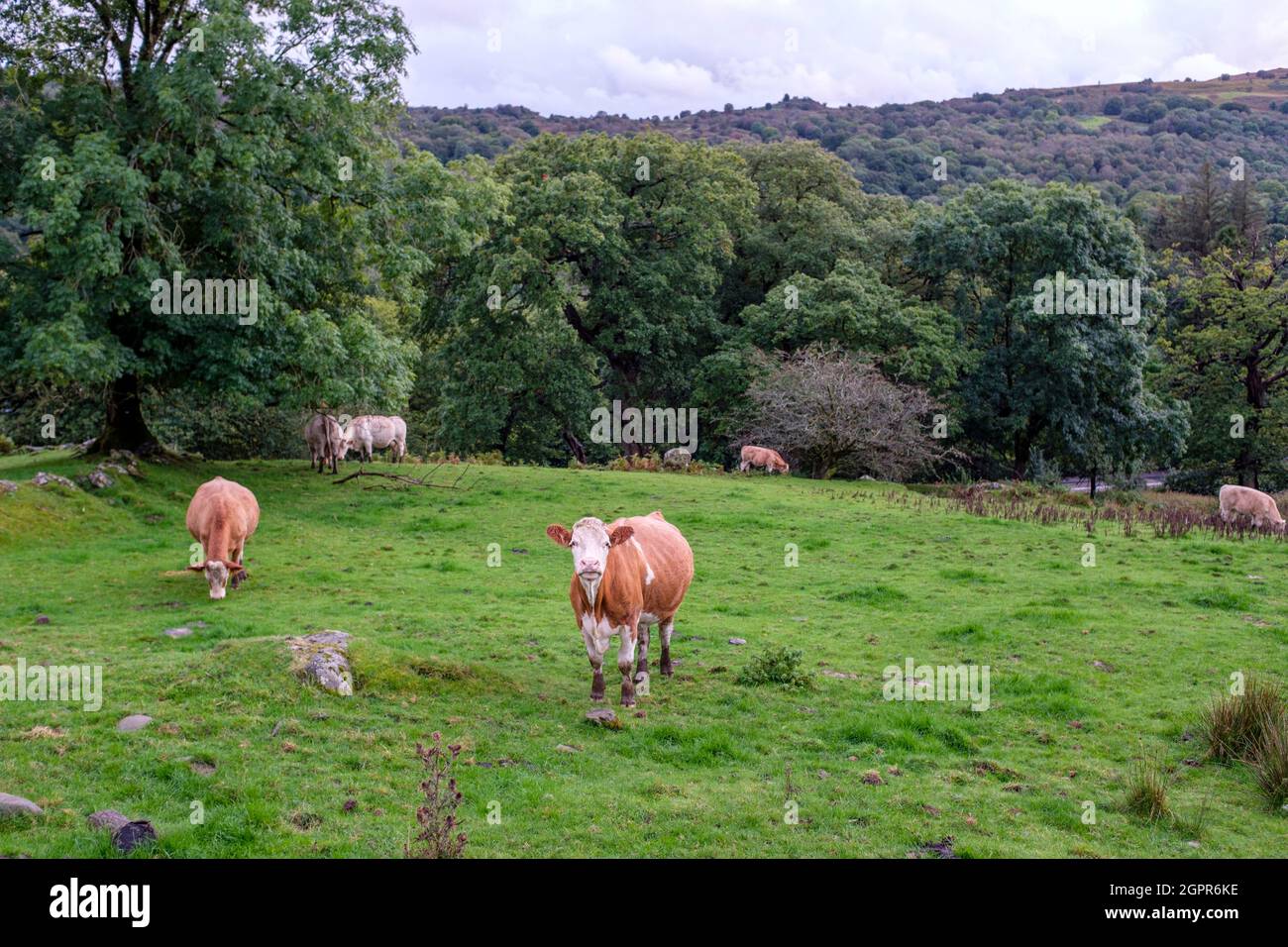 Mucche pascolo nel campo su una collina. Foto Stock