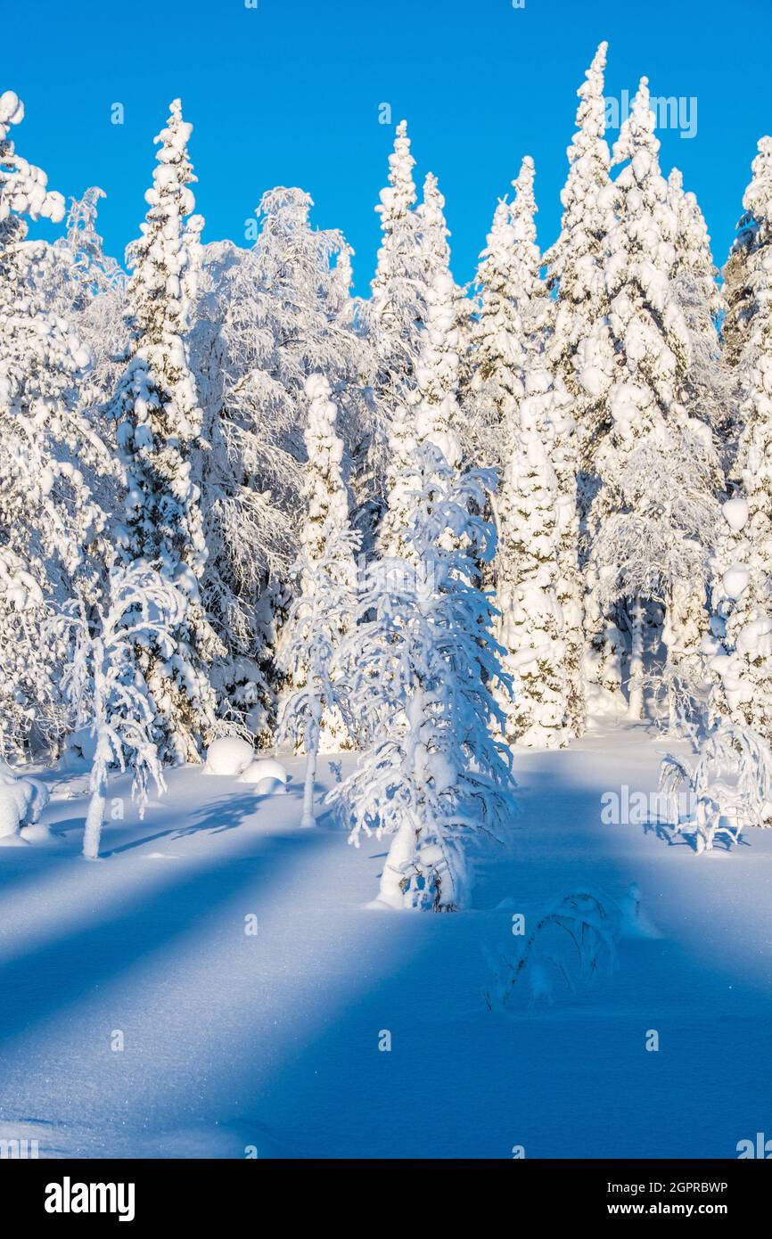 Alberi innevati e cieli azzurri nelle foreste della Lapponia finlandese Foto Stock