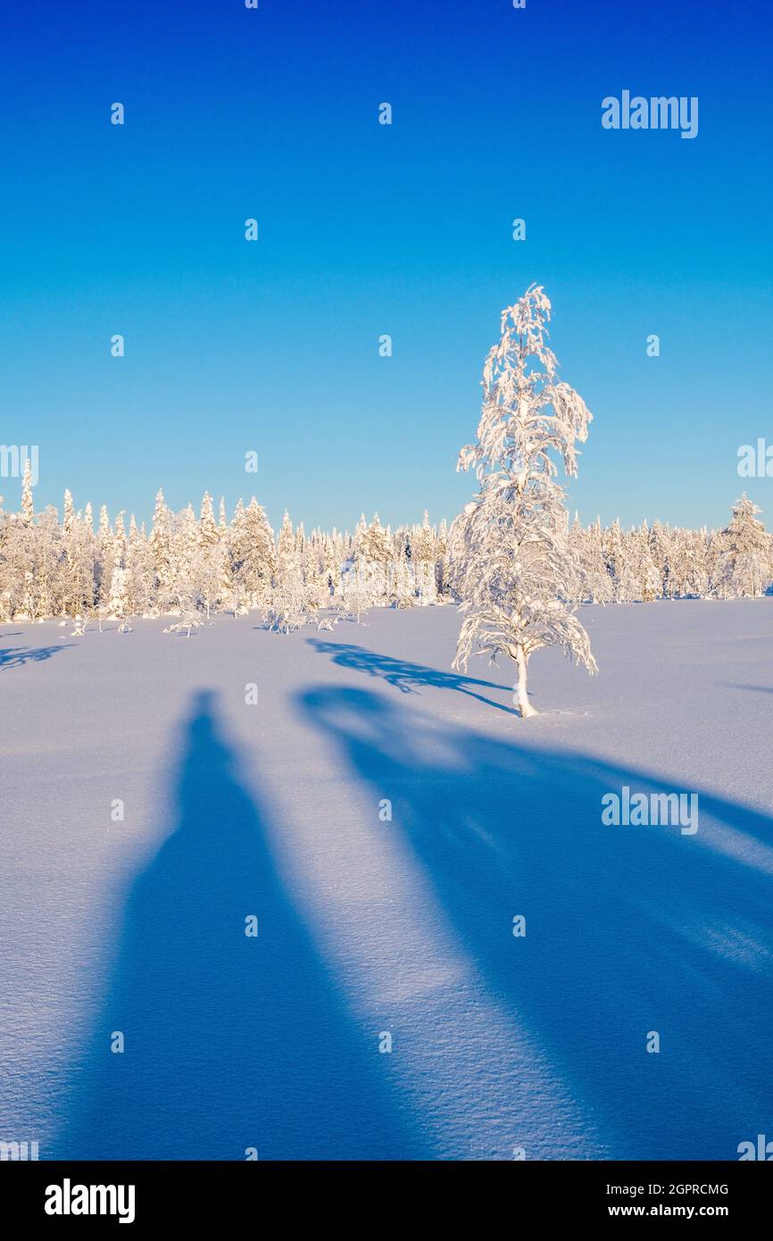 Alberi innevati e cieli azzurri nelle foreste della Lapponia finlandese Foto Stock