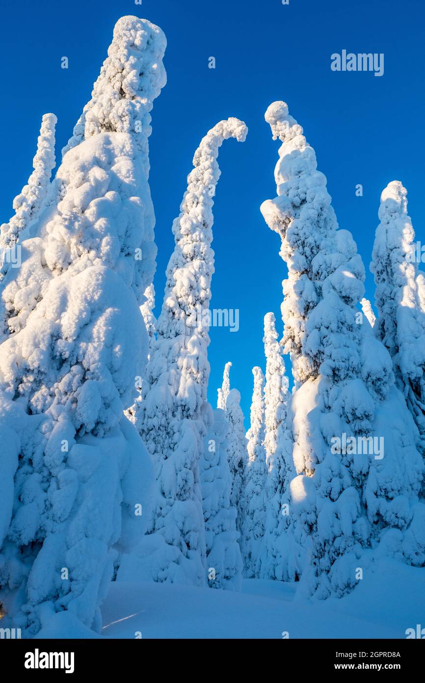 Alberi innevati e cieli azzurri nelle foreste della Lapponia finlandese Foto Stock