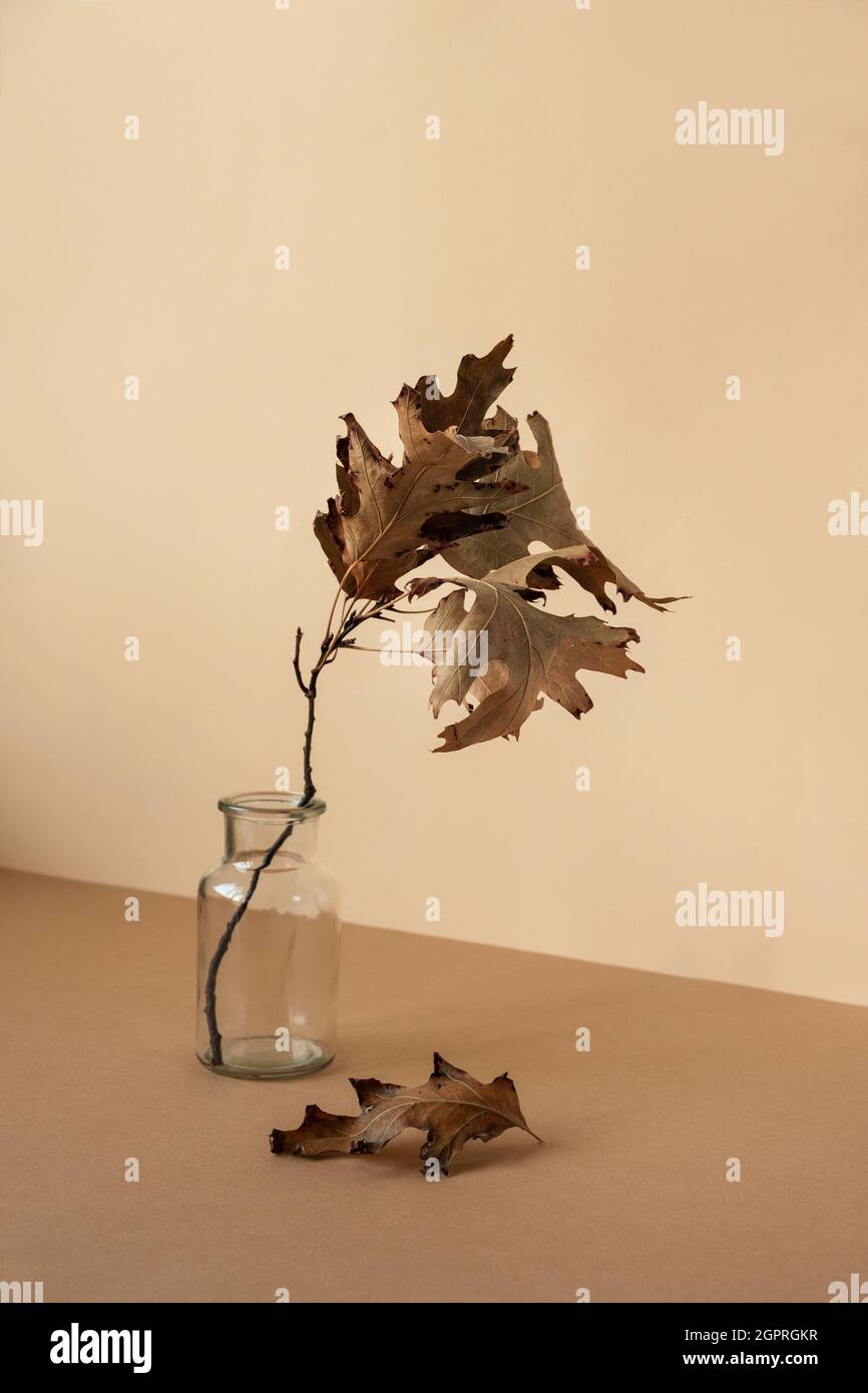 Ramo di quercia secca in vaso su sfondo marrone e beige chiaro. Concetto autunnale. Vita morta. Foto Stock